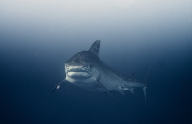 underwater-picture-of-a-great-white-shark